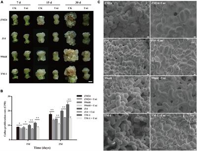Uniconazole Augments Abscisic Acid in Promoting Somatic Embryogenesis in Cotton (Gossypium hirsutum L.)